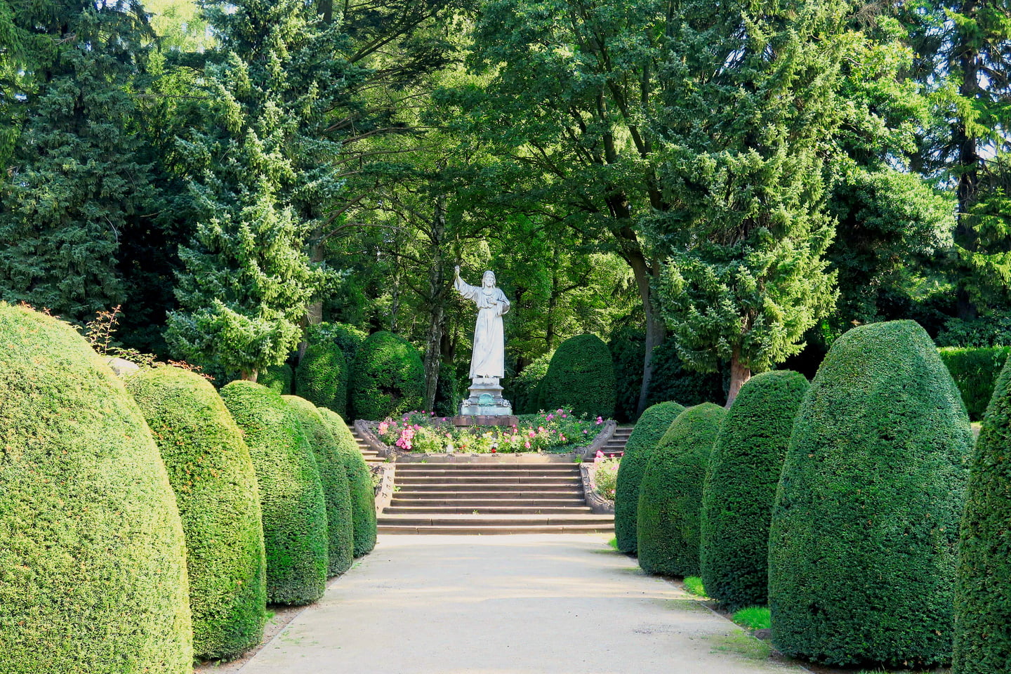 jumbo thuja Thuja Green Giant Arborvitae main image 1