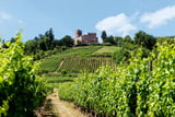 Weinberge erstrecken sich zur Adlerburg Kintzheim hinauf.