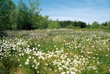 Zur Wollgrasblüte ist das Schwarze Moor mit weißen Büscheln übersät.