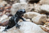 Der Alpensalamander lässt sich durch seine schwarz-glänzende Färbung gut erkennen.