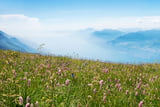 Blumen am Monte Baldo
