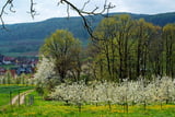 Zur Kirschblüte ist die Landschaft bei Pretzfeld besonders schön.