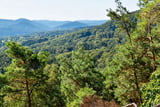 Über den schier endlosen Hügeln des Pfälzerwaldes lässt sich in der Ferne die Burg Berwartstein ausmachen.