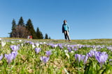 Im zeitigen Frühjahr verwandeln Tausende Krokusse die Wiesen beim Hündle in ein Blütenmeer.