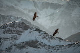 Zwei Bartgeier in den Alpen