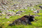 Yak im Anstieg zur Siegerlandhütte