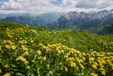 Blumenwiese am Fellhorn