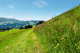 Durch herrlich blühende Wiesen wandert man am Sulzberg entlang.