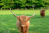Hochlandrinder bestaunen vorübergehende Wanderer.