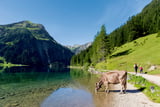 Die Wege am Vilsalpsee dienen auch Rindern als Zugang zum Wasser.